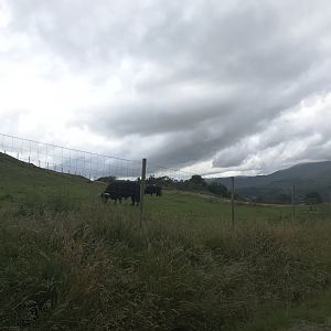 Second highland cow enclosure