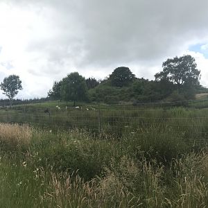 Fallow deer and sheep enclosure