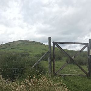 Fallow deer and sheep enclosure (2)