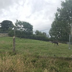 Emu enclosure