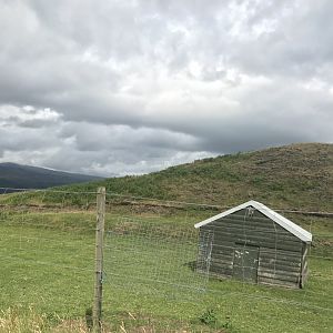 Hebridean sheep enclosure