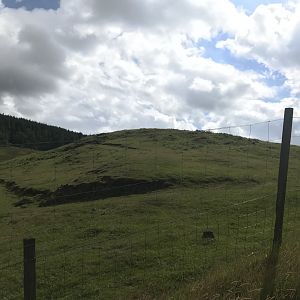 Hebridean sheep enclosure (3)