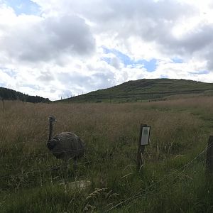 Rhea enclosure
