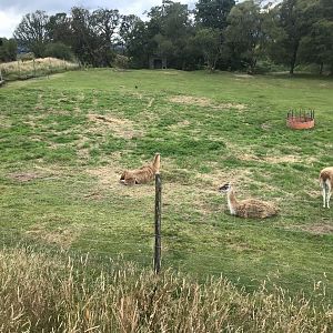 Llamas