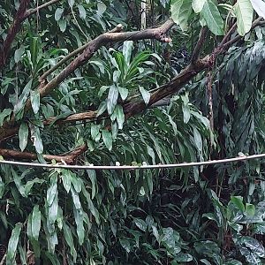 Leafcutter ant exhibit in Burgers' Bush