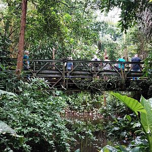 Ants drawing a crowd