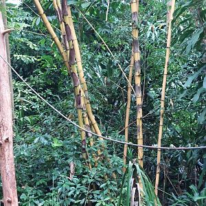 Leafcutter ant exhibit in Burgers' Bush