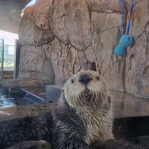Alaskan Sea Otter