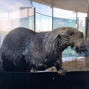 Alaskan Sea Otter