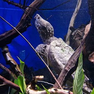 Alligator Snapping Turtle