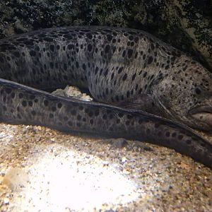 Ocellated Wolf-eel