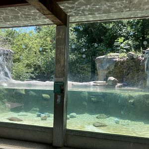North American River Otter Underwater Viewing