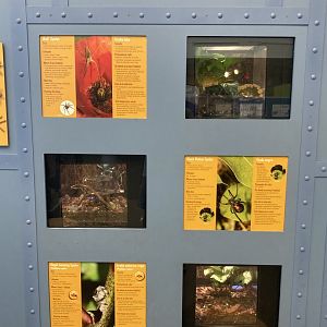 Spider Exhibits (with signage)