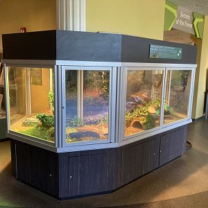 Wood Turtle Terrarium