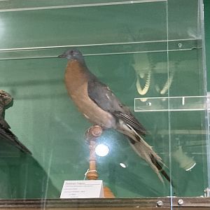 Taxidermy Passenger Pigeon