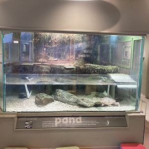 Spiny Softshell Turtle Exhibit