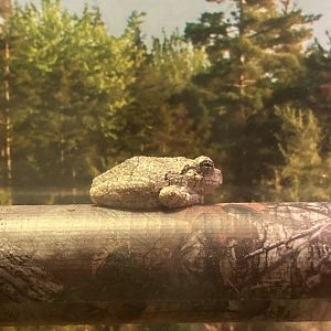 Gray Treefrog
