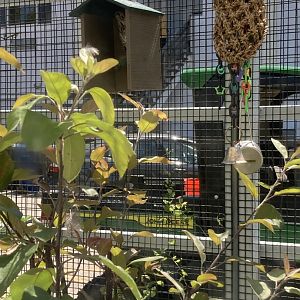 Can You Spot the Owl?