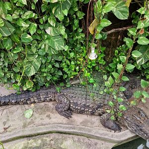 Sobek, the biggest Nile Crocodile in Europe
