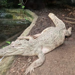 Siamese Crocodile