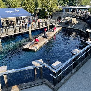 Seal and Sealion Feeding