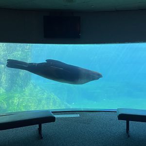 Sea Lion in Stellers bay