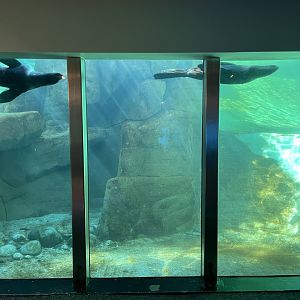 Northern Fur Seals