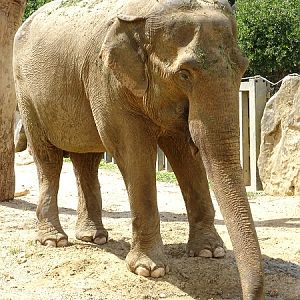 Asian elephant (Elephas maximus) (07/22)