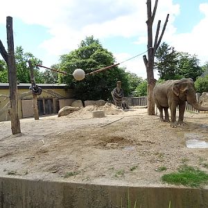 Small Asian elephant enclosure (07/22)