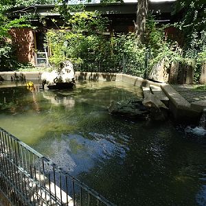Pygmy hippo enclosure (07/22)