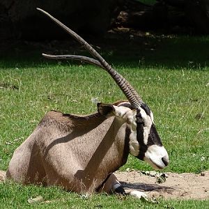 Gemsbok (Oryx gazella) (07/22)