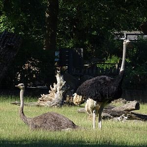 Ostrich (Struthio camelus australis)
