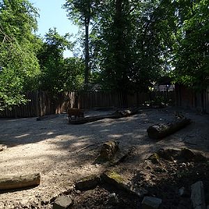 Red river hog enclosure (07/22)