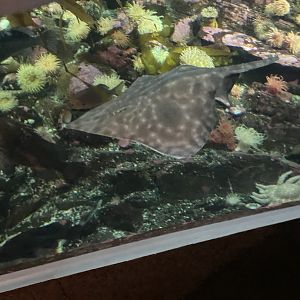 Big Skate in Straight of Georgia