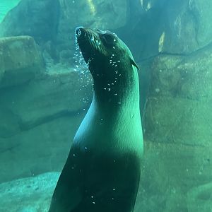 Northern Fur Seal