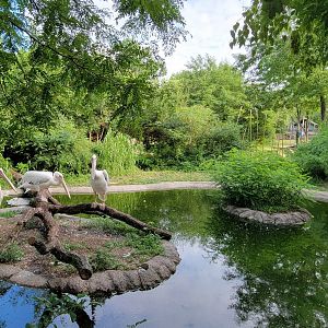 Jul. 2022 - Africa - Eastern White Pelican Exhibit (Former Flamingo)