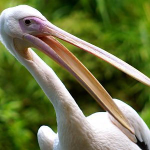 Jul. 2022 - Africa - Eastern White Pelican