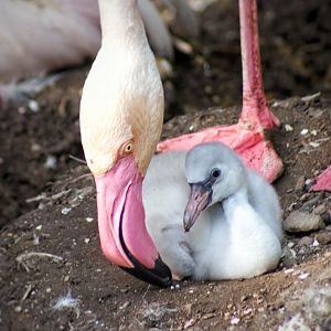 Jul. 2022 - Rhino Reserve - Greater Flamingo Chick