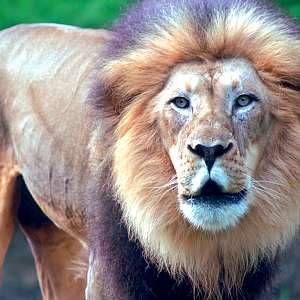 Jul. 2022 - Africa - John Roaring