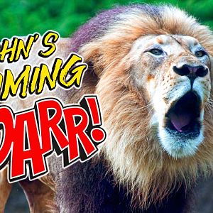 John's Booming Roar | Zoo Tours