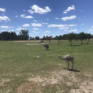 Safari Train Expedition - Mixed Savanna