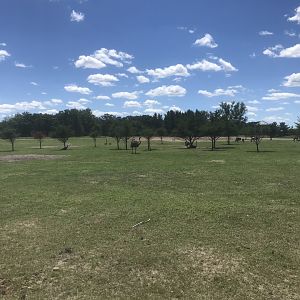 Safari Train Expedition - Mixed Savanna