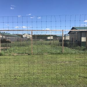 Safari Train Expedition - Spotted Hyena/Striped Hyena(?)