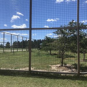 Safari Train Expedition - African Lion Exhibit