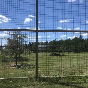 Safari Train Expedition - African Lion Exhibit