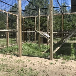 Safari Train Expedition - Hamadryas Baboon Exhibit