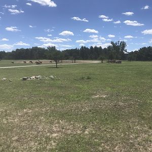 Safari Train Expedition - Mixed Savanna