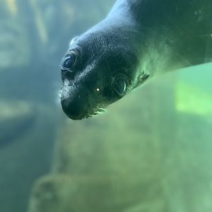 Northern Fur Seal