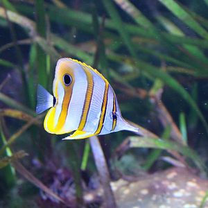 Copperband butterflyfish
