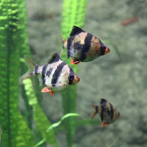 Tiger barbs
